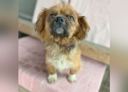 ❤️ kleiner Herzensbrecher PADDY - 8 Jahre, 30cm/8kg - Pekinese