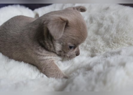 Reinrassige Chihuahua Welpen Kurzhaar