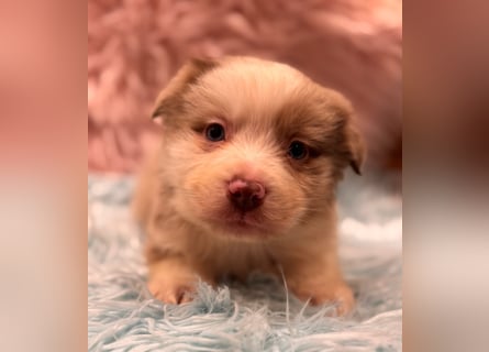 Tolle kleine Mini Australian Shepherd Welpen suchen Ihre Herzenfank