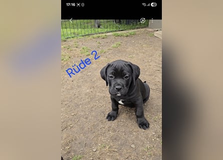 Presa Canario x Cane Corso 