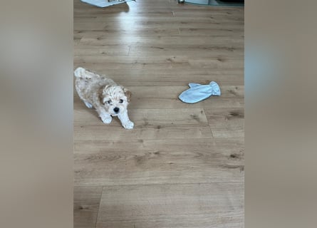 Maltipoo Welpen noch eine Hündin!