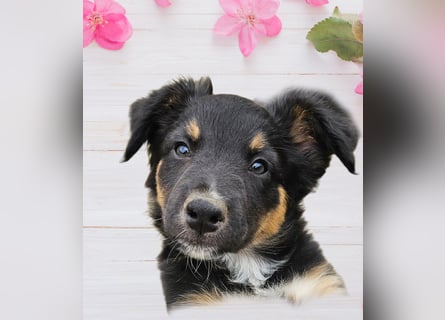 Australian Shepherd Welpen