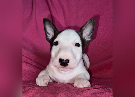 Miniatur Bullterrier Idefix