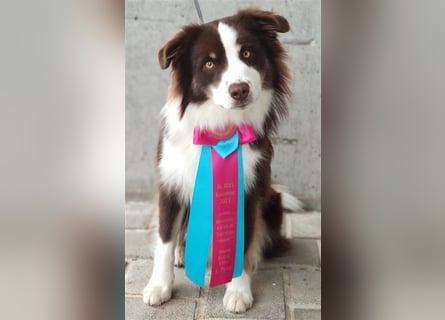 Mini Australien American Shepherd / Mini Aussi / Deckrüde / all clear /Gesundheitszeugnis