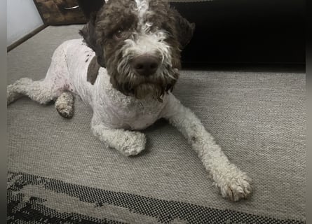 Hugo, a purebred Lagotto Romagnolo male, 9 months old