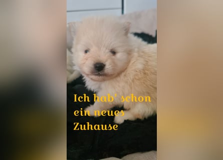 zuckersüße Pomeranianwelpe