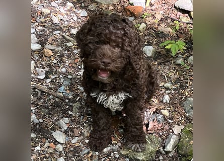 Lagotto - ein Herz aus Locken und Liebe