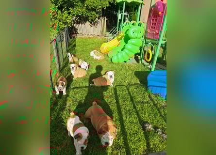 Englische Bulldogge Welpen mit FCI Papiere