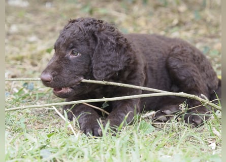 Curly Coated Retriever – braune Rüden (8 Wochen) aus dem Zwinger Cornrow