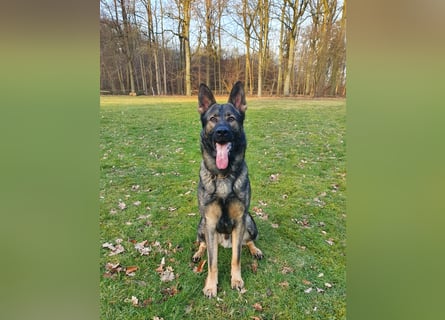 4 jähriger DSH in grau IGP 3, SV Papiere sucht ein neues zu Hause
