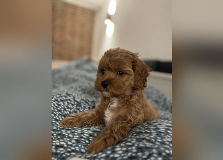 Cockapoo. F1 American Wurfankündigung Mai 2025