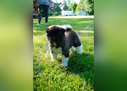Amerikanische Akita