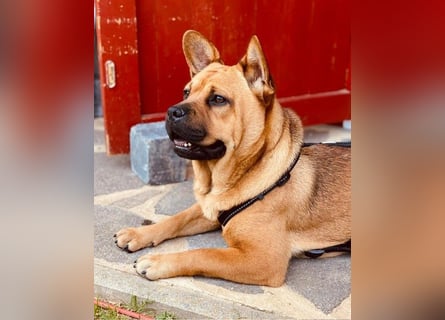 ZuHause gesucht für Jin