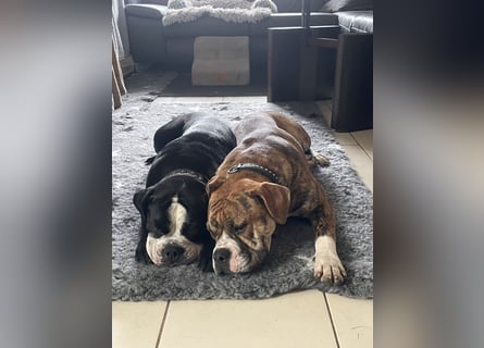 Continental Bulldog Hündin