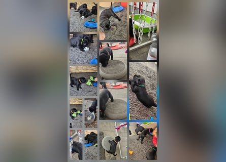 Riesenschnauzer schwarz Welpen des A-Wurf's am 02.07.25 gefallen