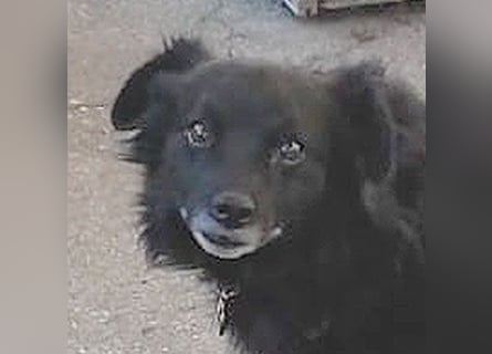ungar. Zamperl MOLLY - 8 Jahre, 35cm/9,8kg - kleiner Mischling