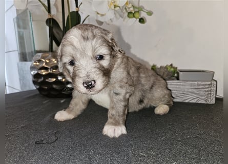 Aussiedoodle welpen