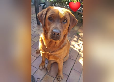 Zauberhafte Labradorwelpen, foxred