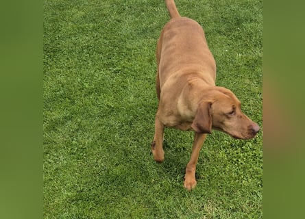 Magyar vizsla mit ahnentafel
