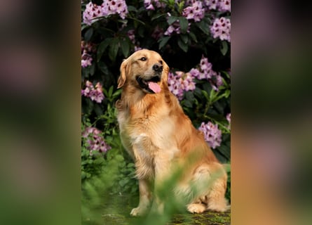 Golden Retriever Welpen
