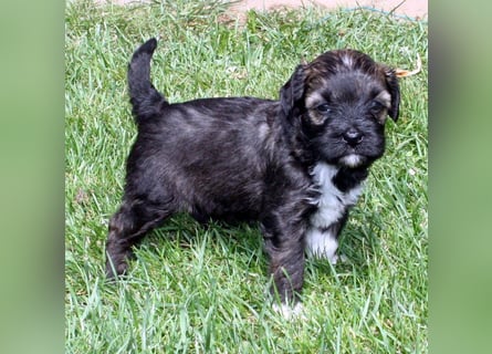 Kirsei-Kra Tibet Terrier Welpen ( VDH / ILT )