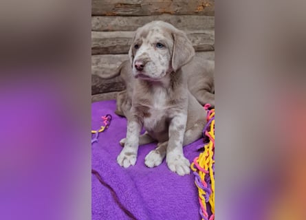 Labrador Aussiedor Welpen,Abgabebereit, aus liebevoller Zucht