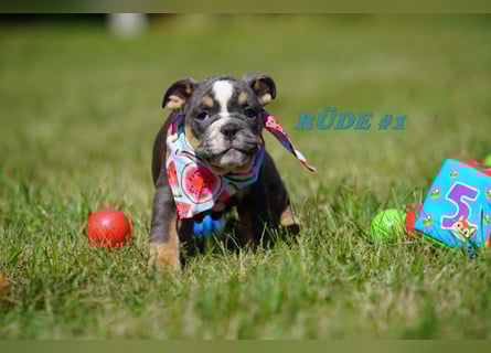 Reinrassige Freiatmende Englische Bulldogge Welpen auf Familiensuche