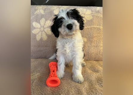 Polski Owczarek Nizinny - Polnischer Niederungs Hütehund -  PON