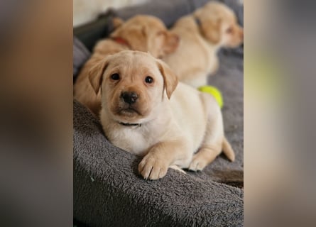Labrador Retriever