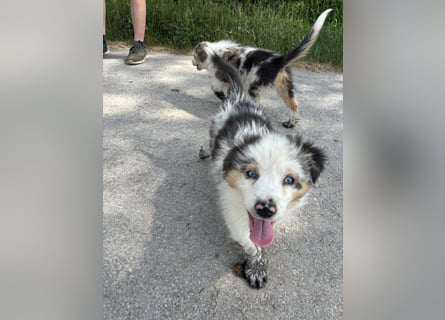 Australian Shepherd Welpe Bluey 