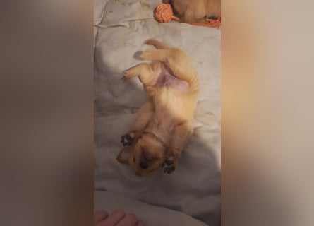 Golden Retriever Welpen