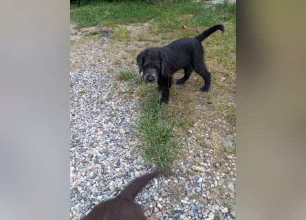 Labradoodle Welpen