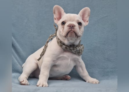 Französische Bulldogge TOP Qualität Platinum Lilac/Tan