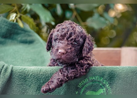 Irish Water Spaniel Welpen / Nichthaarend / FCI - VDH Zucht