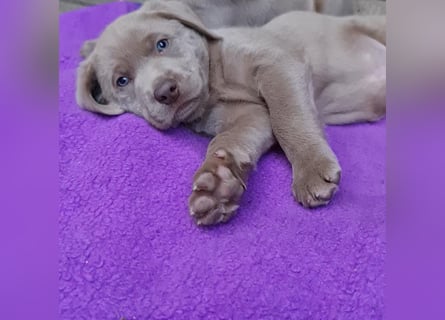 Labrador Aussiedor Welpen,dürfen ausziehen,aus liebevoller Zucht
