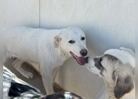 Wayne: er wäre gerne ein Familienhund