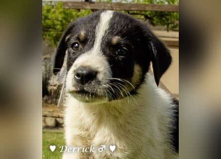 Derrick sucht ab Ende Juni ein liebevolles Zuhause