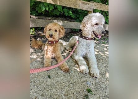 Goldendoodle medium mit Papieren und Ahnentafel
