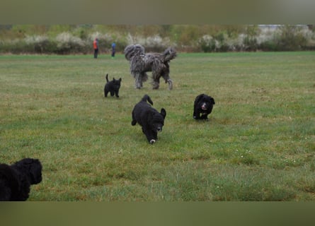 Doodle Bergamasker Barbet Mix Bergamasco Franz. Wasserhund Bergadoodle für Allergiker nicht haarend