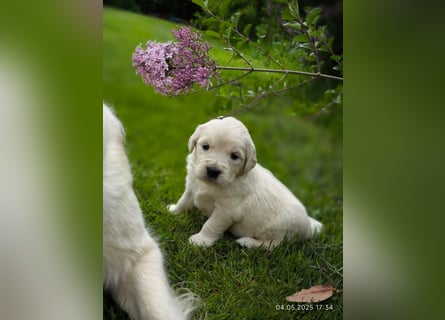 Golden Retriever Welpen