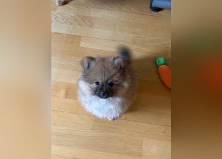 Reinrassige Pomeranian (Zwergspitz) Teddy-Hündin ab sofort abzugeben
