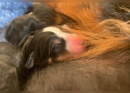 Wunderschöne Swissydog-Welpen mit Papieren - THERAPIEBEGLEITHUNDGEEIGNET