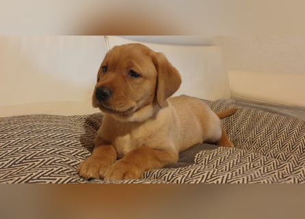 Labrador Welpen Hündinnen / Rüde in Fox- red - USA Line