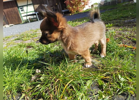 XXS Mini-Rasse-Mix Welpen Chihuahua, Papillon