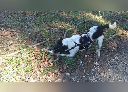 Oreo wartet in der Nähe von München