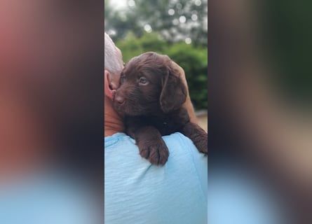 Labradoodle Welpen