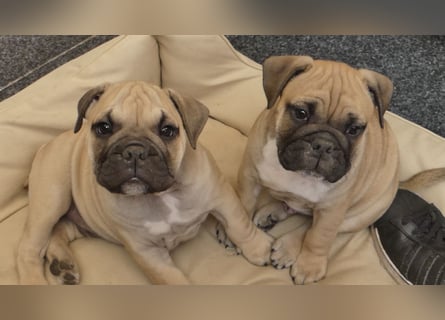 Freiatmige Bulldoggenwelpen Abgabebereit