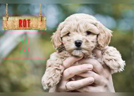 5 Wunderschöne Maltipoo-Welpen suchen ein neues, liebevolles Zuhause!