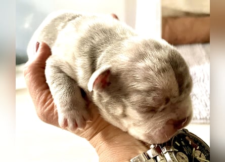Süsse Französische Bulldoggenbabies sind da!