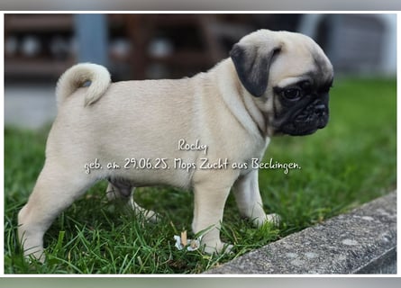 Mops Welpen